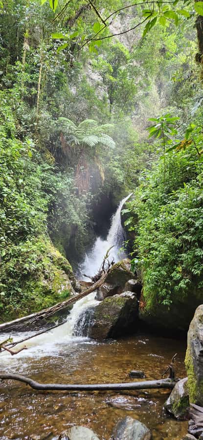 Cocora Valley: Route of the Hummingbirds + breakfast & lunch - The 25-minute ride into Cocora Valley