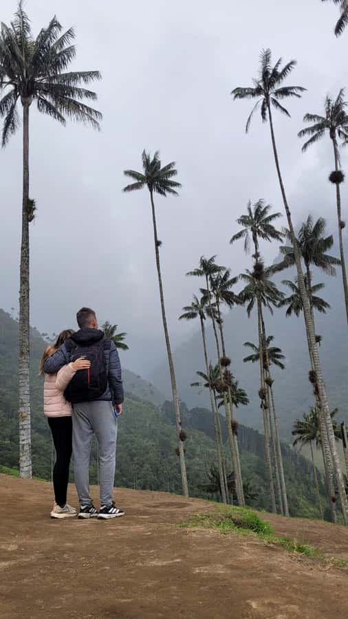 Cocora Valley: Route of the Hummingbirds + breakfast & lunch - The 4.5-kilometer descent among wax palms