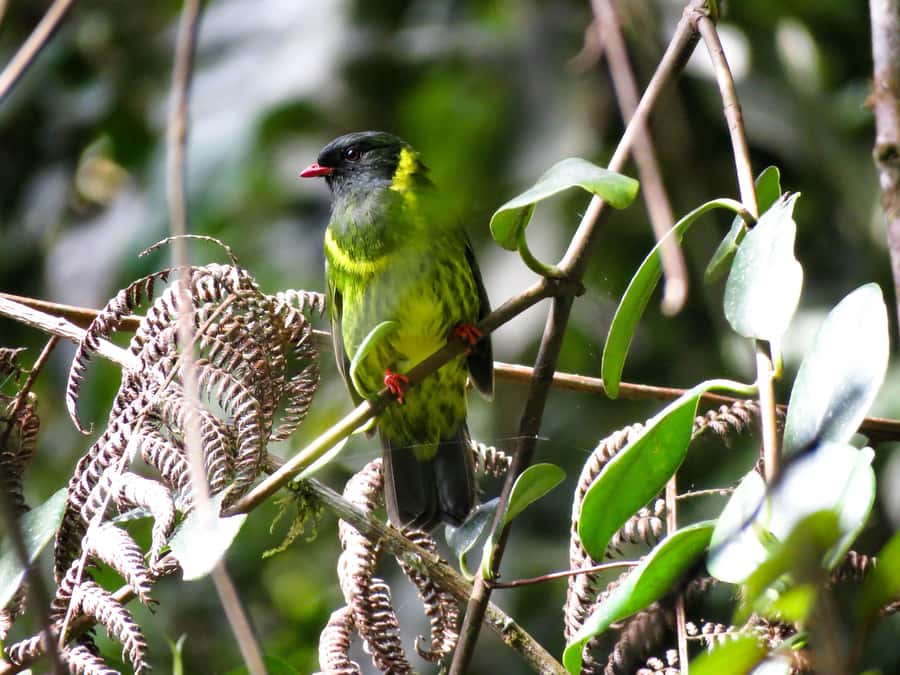 Cocora Valley: Route of the Hummingbirds + breakfast & lunch - Breakfast in Salento and a gentle birding lesson