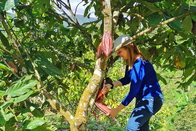 Coffee & Chocolate Private Tour in Medellin: Genuine Experience - Coffee picked and brewed by hand