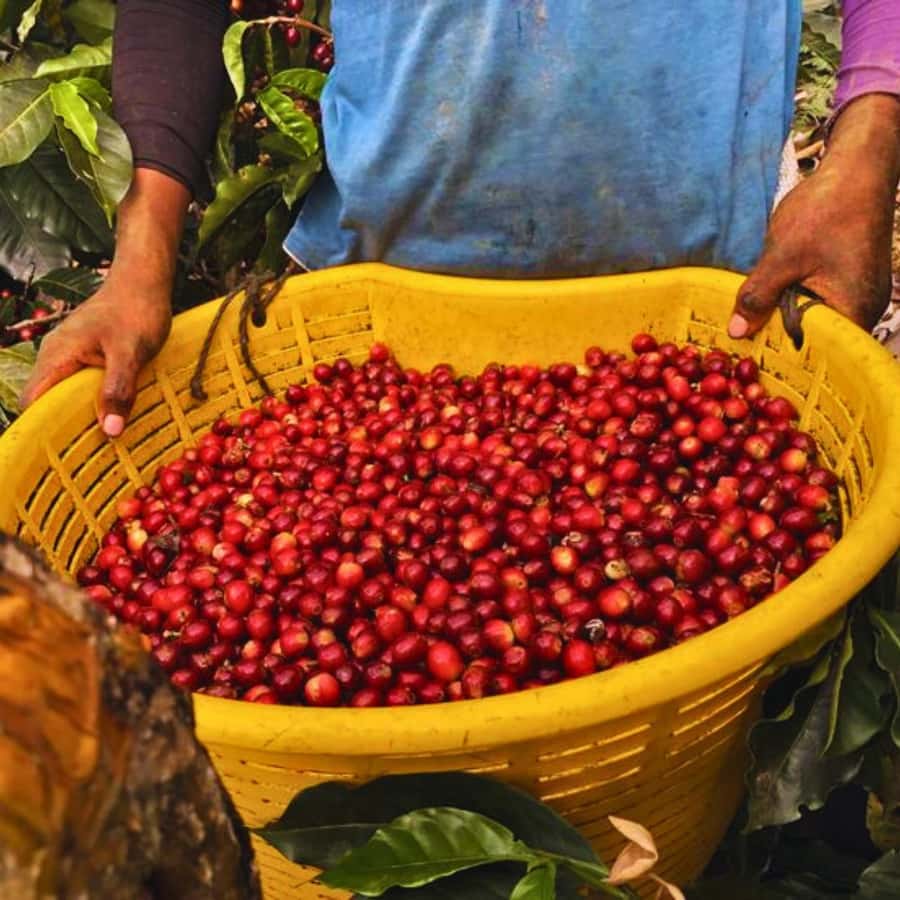 Coffee, Cocoa and Trekking Tour in Minca: Nature, Crops and Production - Why this Minca tour feels different