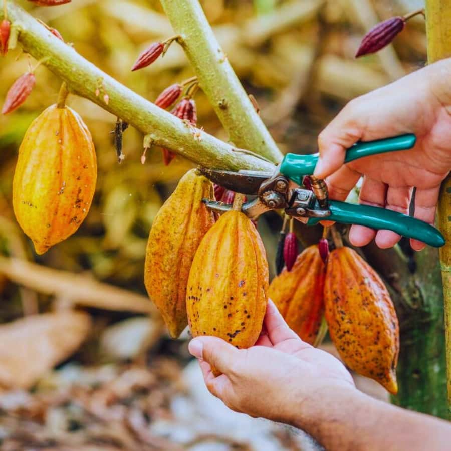 Coffee, Cocoa and Trekking Tour in Minca: Nature, Crops and Production - Crossing Puente de Minca and learning the local story