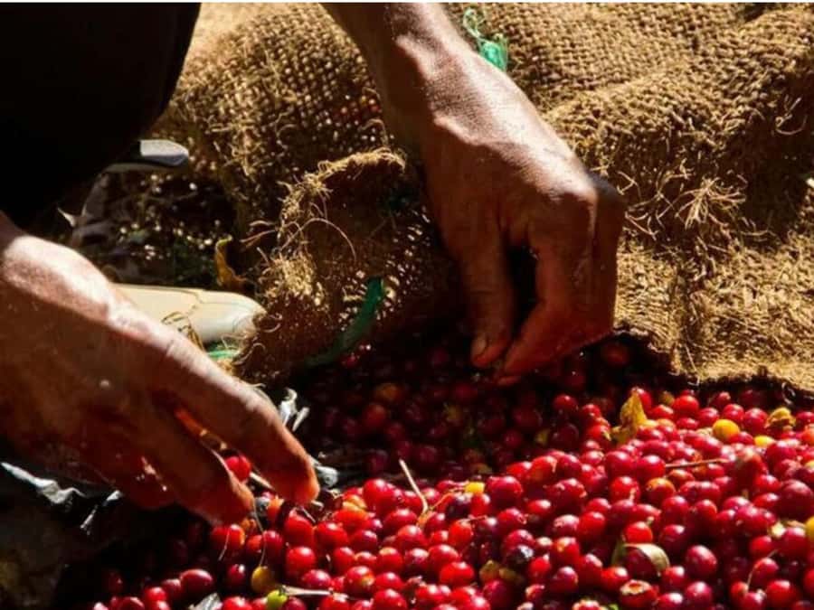 Coffee, Cocoa and Trekking Tour in Minca: Nature, Crops and Production - The three-hour Minca Park walk
