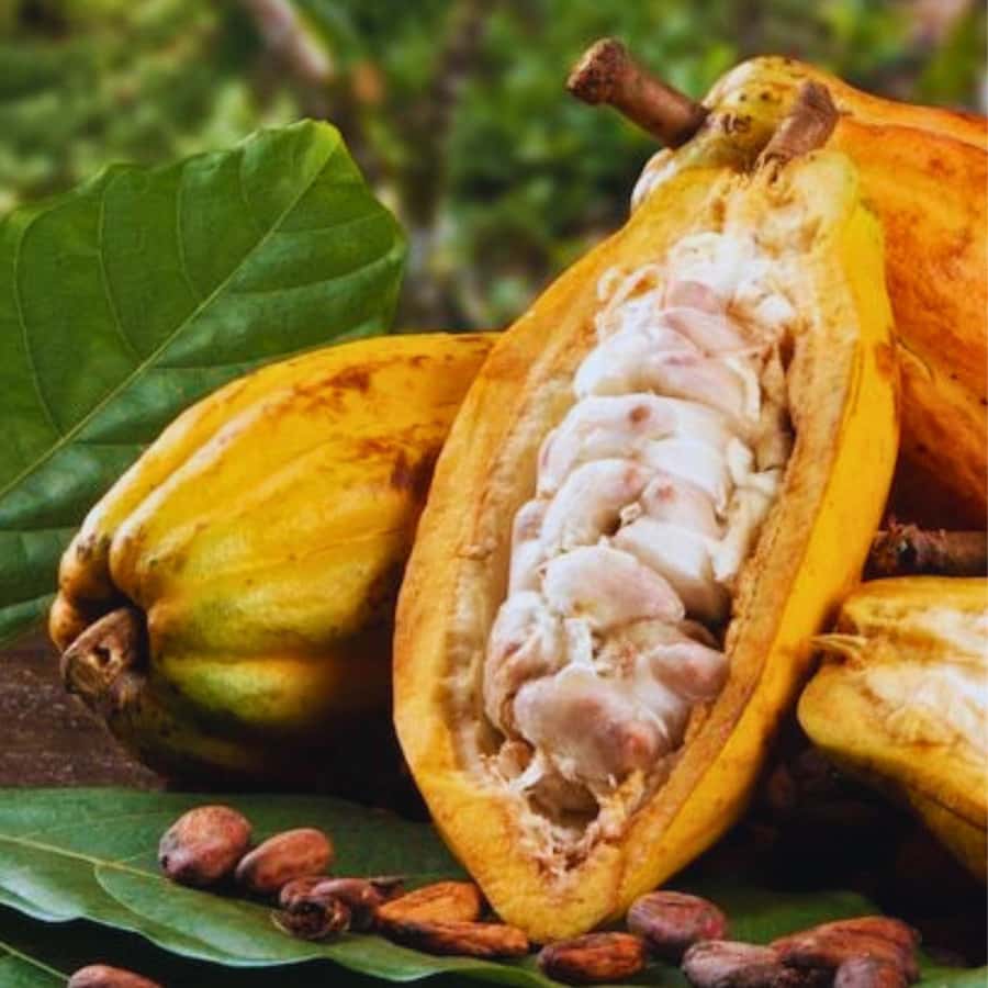 Coffee, Cocoa and Trekking Tour in Minca: Nature, Crops and Production - Finca San Rafael and the coffee-cocoa lesson