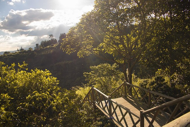 Coffee Experience from bean to cup - Why this coffee tour works near Medellín