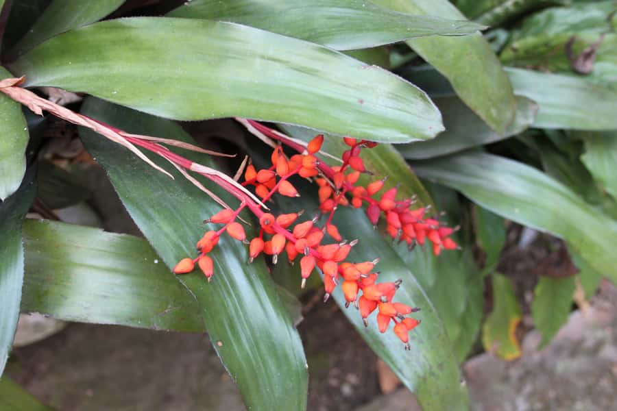 Coffee Experience: Hacienda Coloma Tour from Bogotá - Key points to know before you book