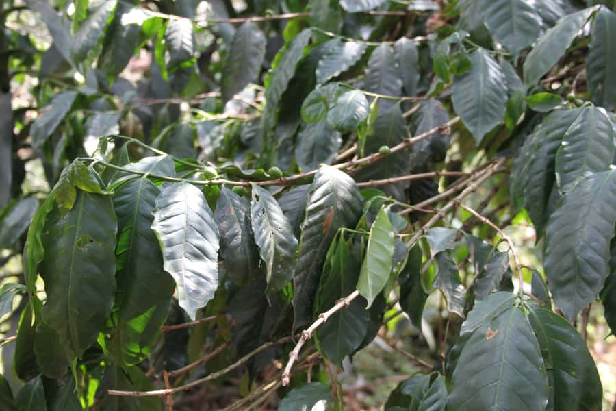 Coffee Experience: Hacienda Coloma Tour from Bogotá - Who will enjoy this day most?