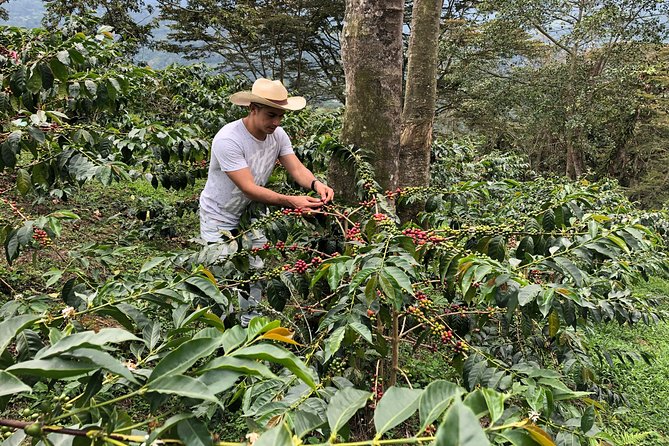 Coffee Farm and Salento Walking Tour - Why this coffee tour is worth your morning
