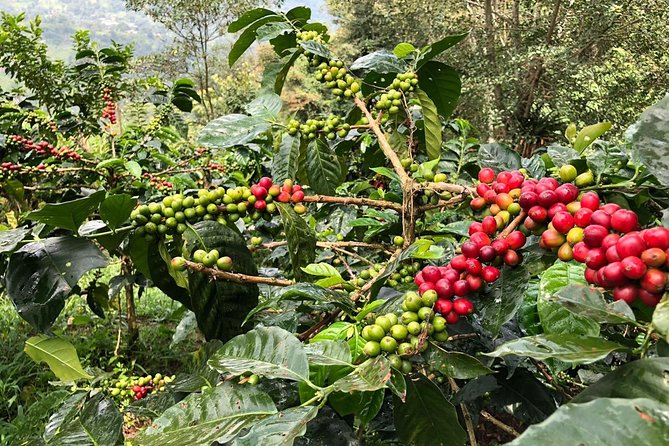 Coffee Farm and Salento Walking Tour - The two-hour farm walk, from seedling to coffee cherry