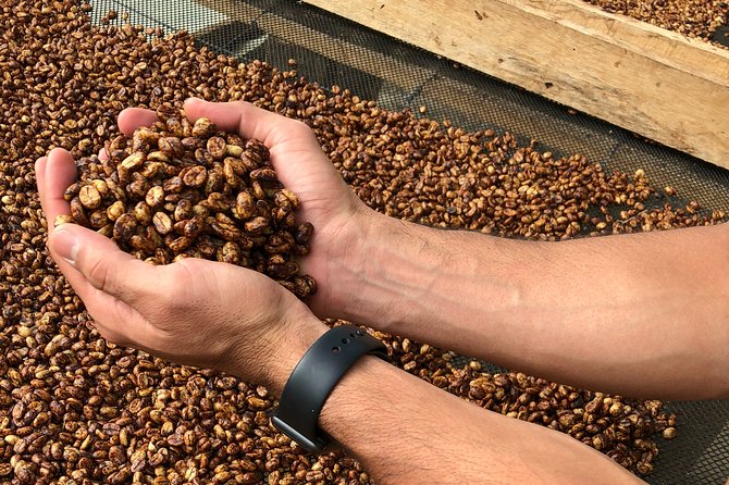 Coffee Farm and Salento Walking Tour - Roasting, grinding, and the final coffee lesson