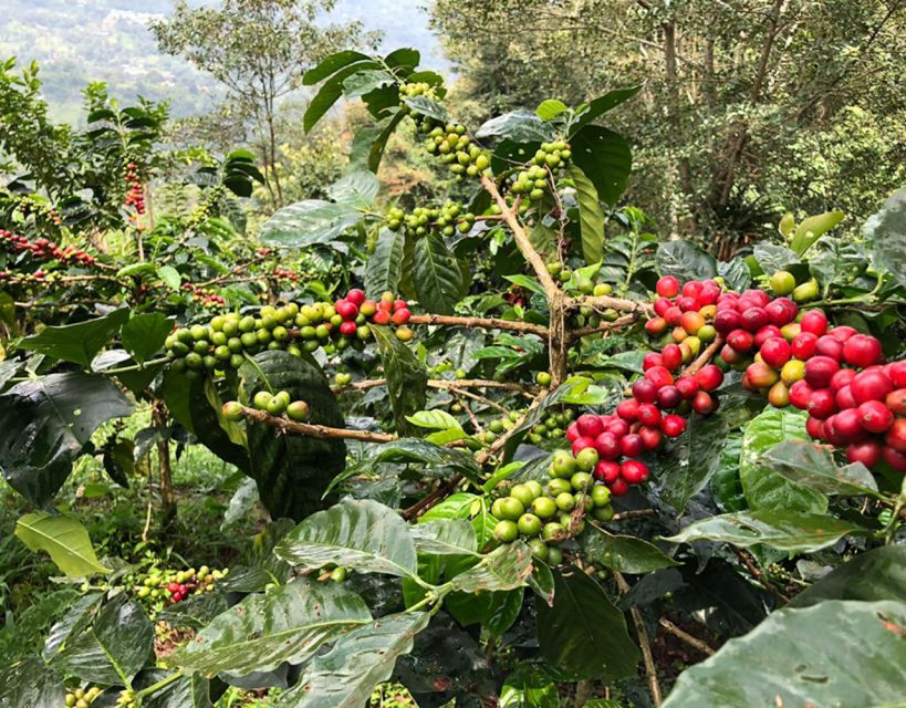 Coffee Farm and Salento Walking Tour - What the private format changes