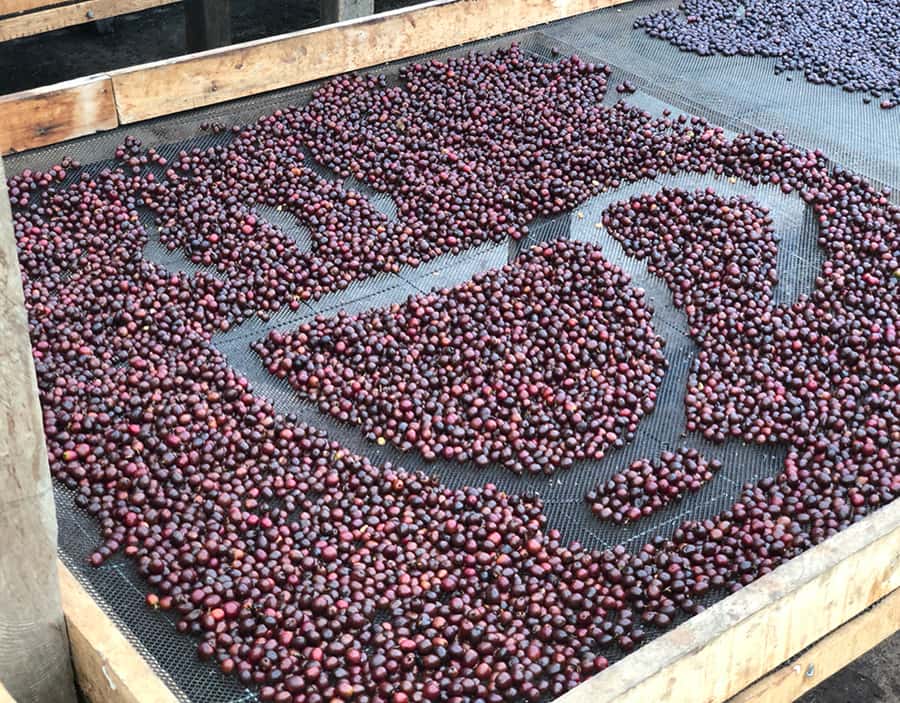 Coffee Farm and Salento Walking Tour - Simple preparation for a better day