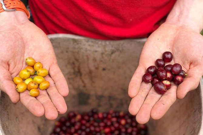 Coffee Farm and Salento Walking Tour - Arriving at the farm from Armenia, Pereira, Filandia, or Salento
