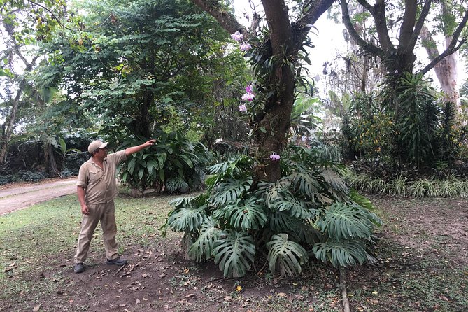 Coffee Farm Experience Private Day Tour - From coffee plant to roasted bean