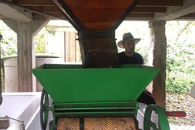 Coffee Farm Experience Private Day Tour - How the private format changes the day