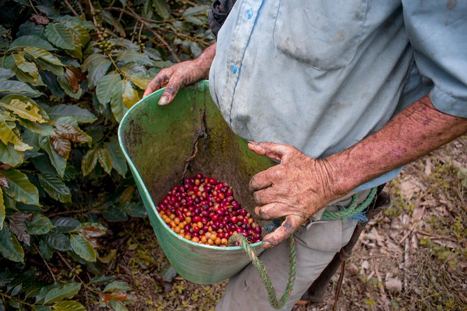 Coffee Tour. - Why this coffee tour feels different