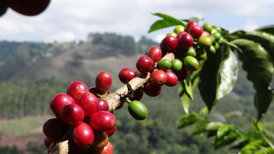 Coffee Tour at Finca El Ocaso Salento: Traditional Spanish Farm - Roasting and why it changes the cup