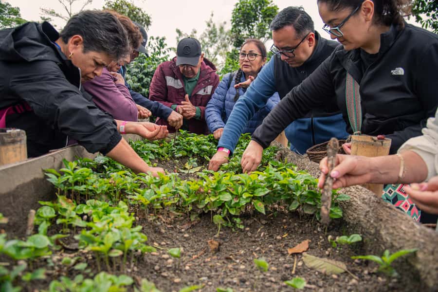 Coffee Tour at Finca El Ocaso Salento: Traditional Spanish Farm - Starting with coffee history and plant biology