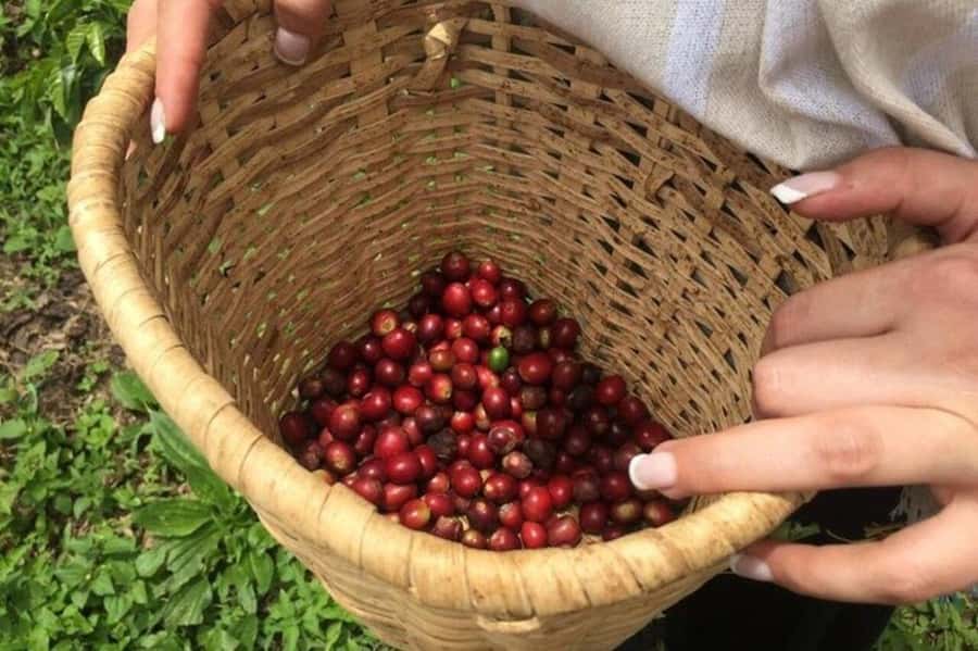 Coffee Tour from Medellin with Lunch and Coffee Tasting - Seeing the coffee process from plant to cup