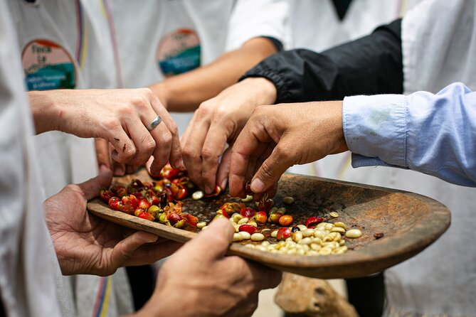 Coffee Tour with arrival on horseback and sugar cane processing - Picking coffee berries and following the bean to your cup