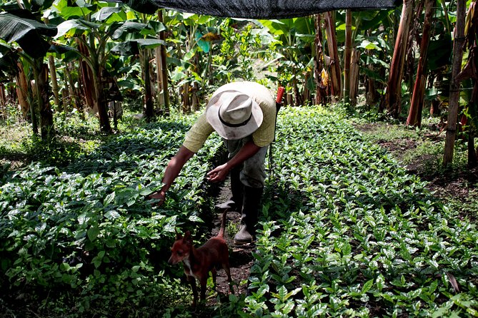 Coffee Tour. - From coffee planting to farm production