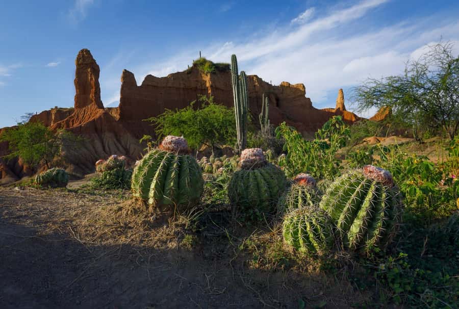 Community and Biodiversity Tour of the Tatacoa Neiva Desert - The Xilópalos Valley: rocks, fossils, and a real walk