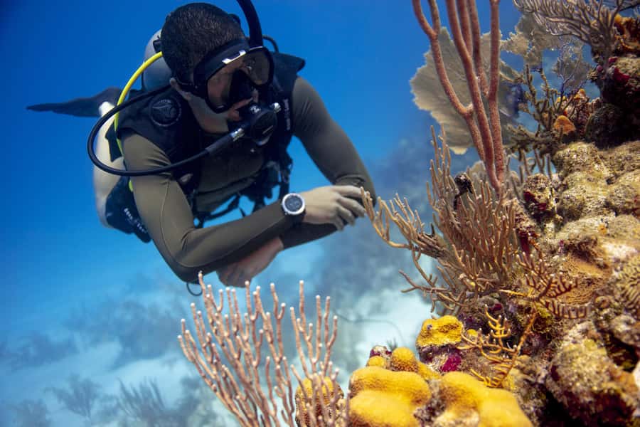 Diving Santa Marta & Tayrona for Certified Divers (2 tanks) - What the Santa Marta two-tank day is really about