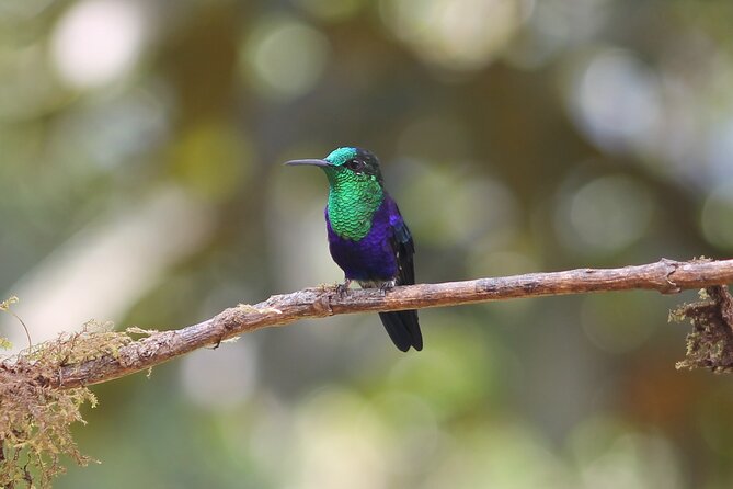 Easy Birdwatching in Cali Colombia (4 Hours) - Key points at a glance