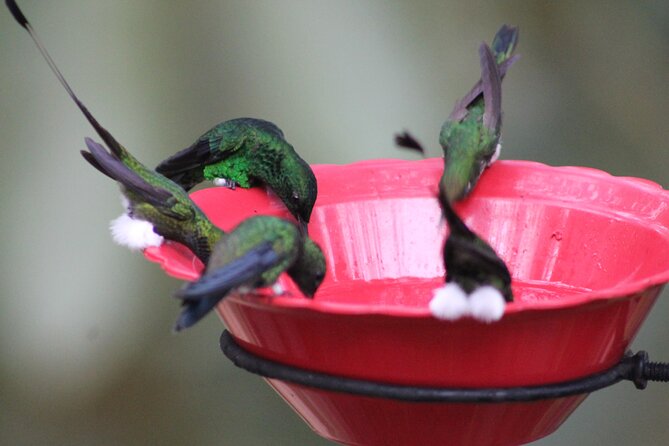 Easy Birdwatching in Cali Colombia (4 Hours) - At the sanctuary, birds come and go freely