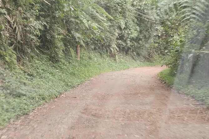 Easy Birdwatching in Cali Colombia (4 Hours) - A closer look at the practical drawbacks