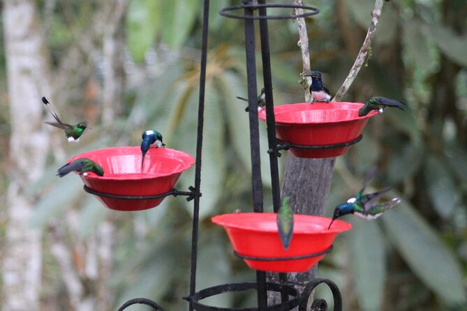 Easy Birdwatching in Cali Colombia (4 Hours) - Coffee, cool air, and time for photographs