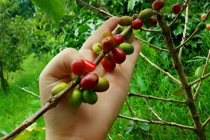 Exclusive Coffee Experience:Tour from Bogotá - Why the Gardens Matter as Much as the Coffee