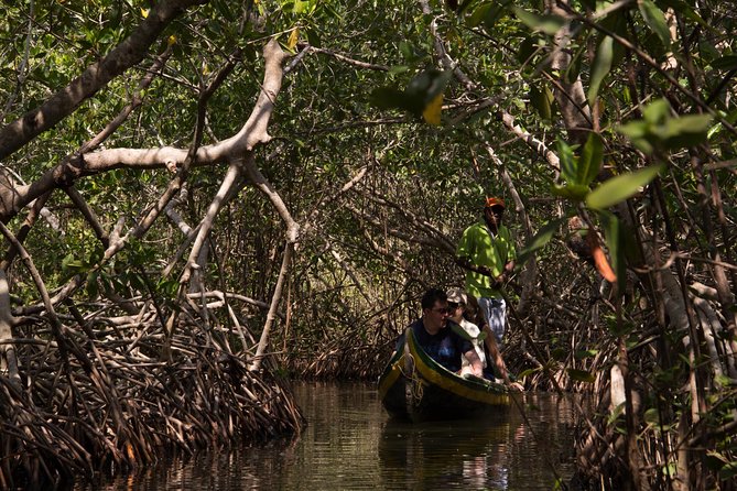 Explore La Boquilla’s Mangrove Tunnels with Local Fishermen - From Cartagena’s center to La Boquilla