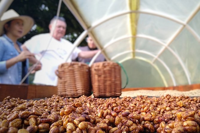 Explore the Coffee Process_From Tree to Cup & Fun by Jeep - Coffee bushes among fruit trees and farm animals