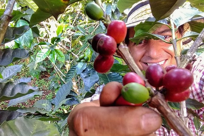 Explore the Coffee Process_From Tree to Cup & Fun by Jeep - First coffee, then the farm
