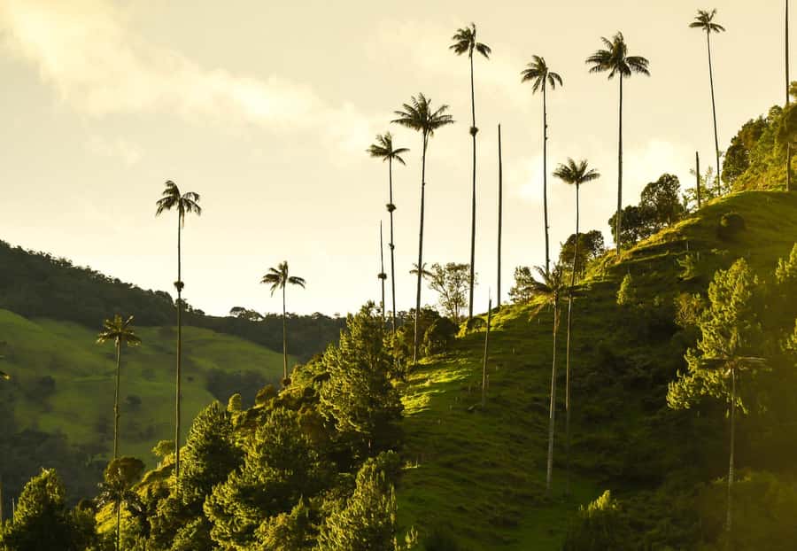 Filandia, Salento and Cocora Valley Private Tour - Salento in one focused hour