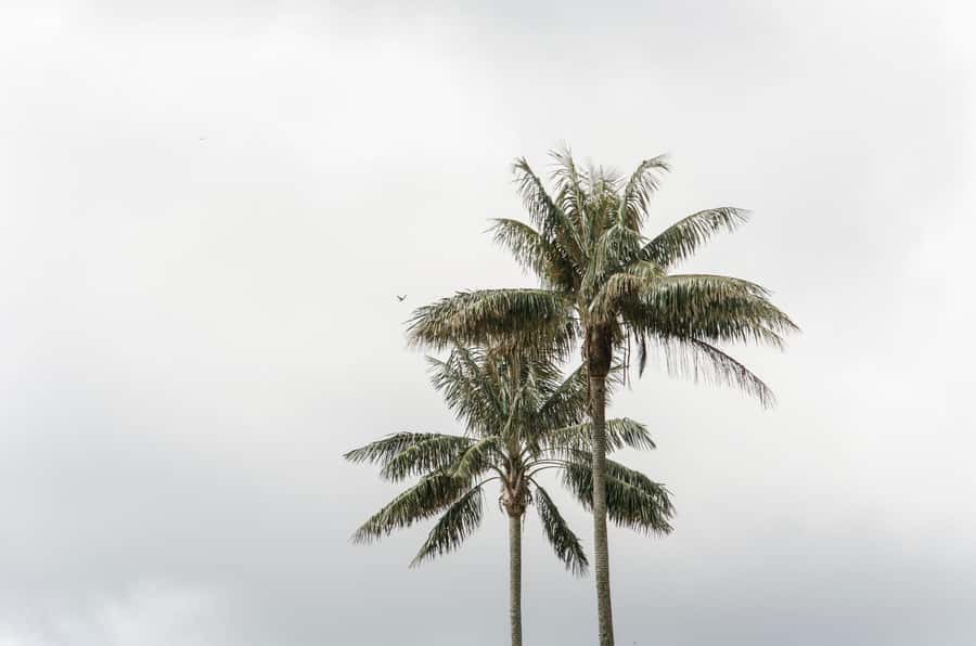 Filandia, Salento and Cocora Valley Private Tour - Who should book this experience