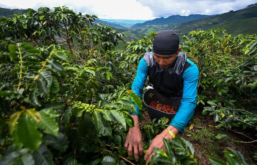From Bogota: 5 hour guided coffe farm tour - All included - Breakfast gives the morning a proper start