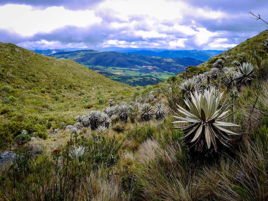 From Bogotá: Chingaza National Park Eco Tour - The 7:00 AM pickup and the road to La Calera
