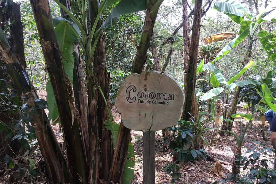 From Bogotá: Coffee Farm Experience Private Day Tour - Why this coffee farm makes a good day trip from Bogotá