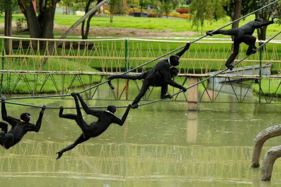 From Bogota: Jaime Duque Park and zoo with ticket included - Iron City and the panoramic train