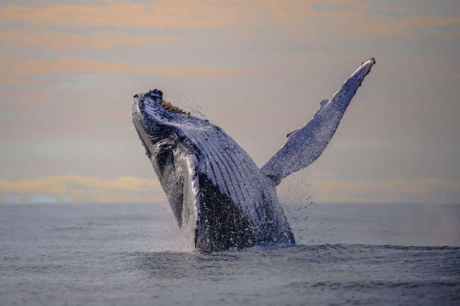 From Cali: Whale Watching Day Trip in Buenaventura - Why this Cali whale trip is worth the long day