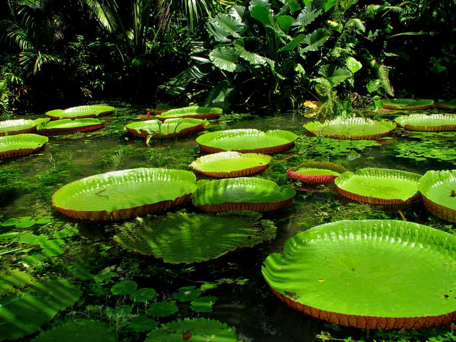 From Leticia: Wild Amazonas Adventure 4-Day Tour - Day 3: Cacao Island, sloths, and the Correo Lakes