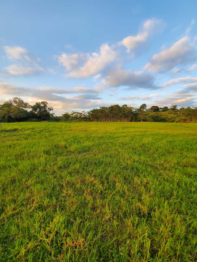 From Medellin; (All-In) The Real Horseback Ranch Experience - Wildlife in the fields and forest