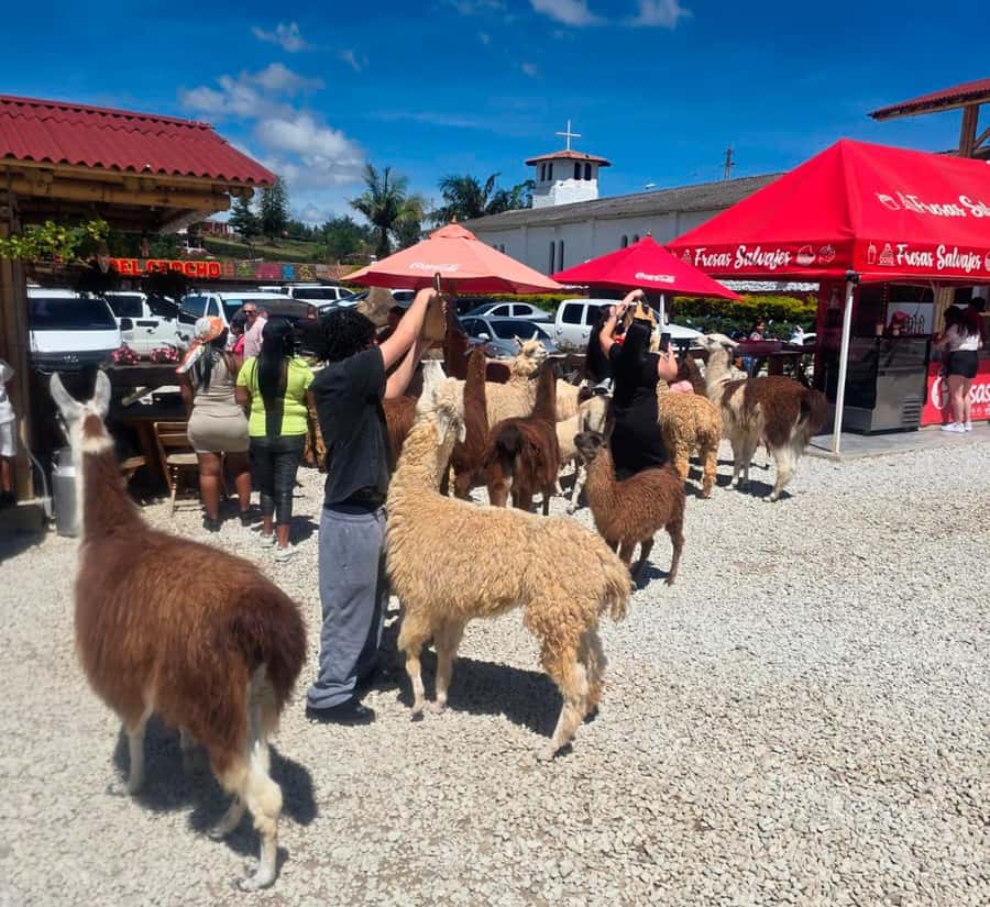 From Medellin: Guatapé & Peñol Rock with Boat & farm animals - Leaving Medellín and reaching Alto del Chocho