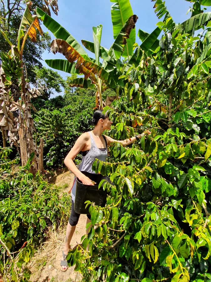 From Medellin: Private Envigado Coffee Tour with Tastings - Who Will Enjoy This Envigado Coffee Tour?