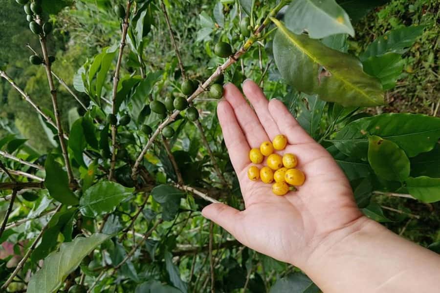 From Medellin: Private Envigado Coffee Tour with Tastings - Price, Inclusions, and Small Extra Costs