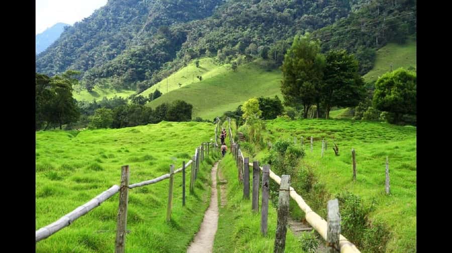 From Salento: Cocora Valley Hiking Tour with Lunch - The Cocora Valley details worth knowing