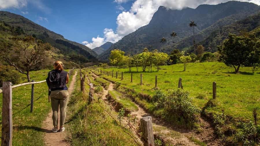 From Salento: Cocora Valley Hiking Tour with Lunch - Three hours among the 70-meter palms