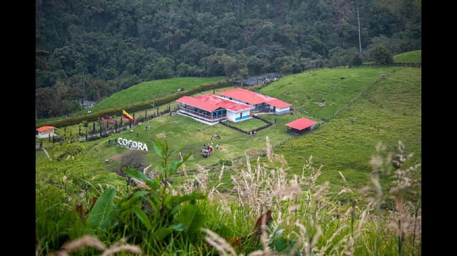 From Salento: Cocora Valley Hiking Tour with Lunch - Why Cocora’s wax palms matter